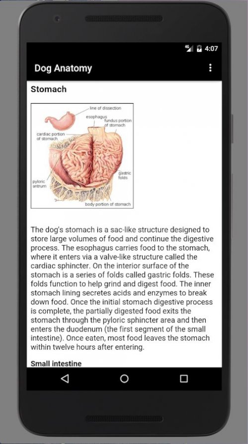 Dog Anatomy : Canine Anatomy